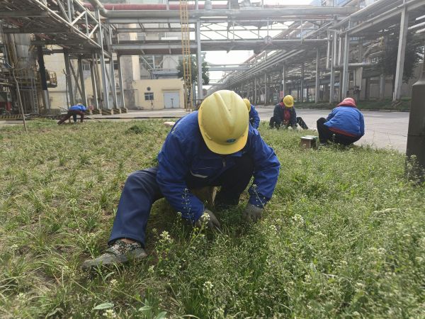 3月22日，行政保衛(wèi)部趙師傅等人在道路兩旁清除雜草。.jpg