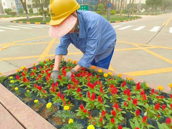 行政保衛(wèi)部趙師傅等人在公司主干道上擺放鮮花。.jpg